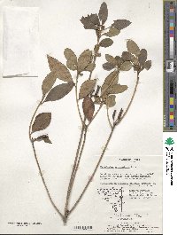 Rhododendron mucronulatum image