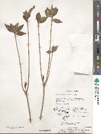 Rhododendron mucronulatum image