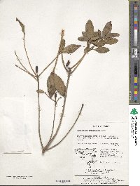 Rhododendron mucronulatum image