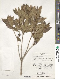 Rhododendron mucronulatum image