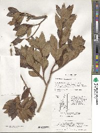 Rhododendron mucronulatum image