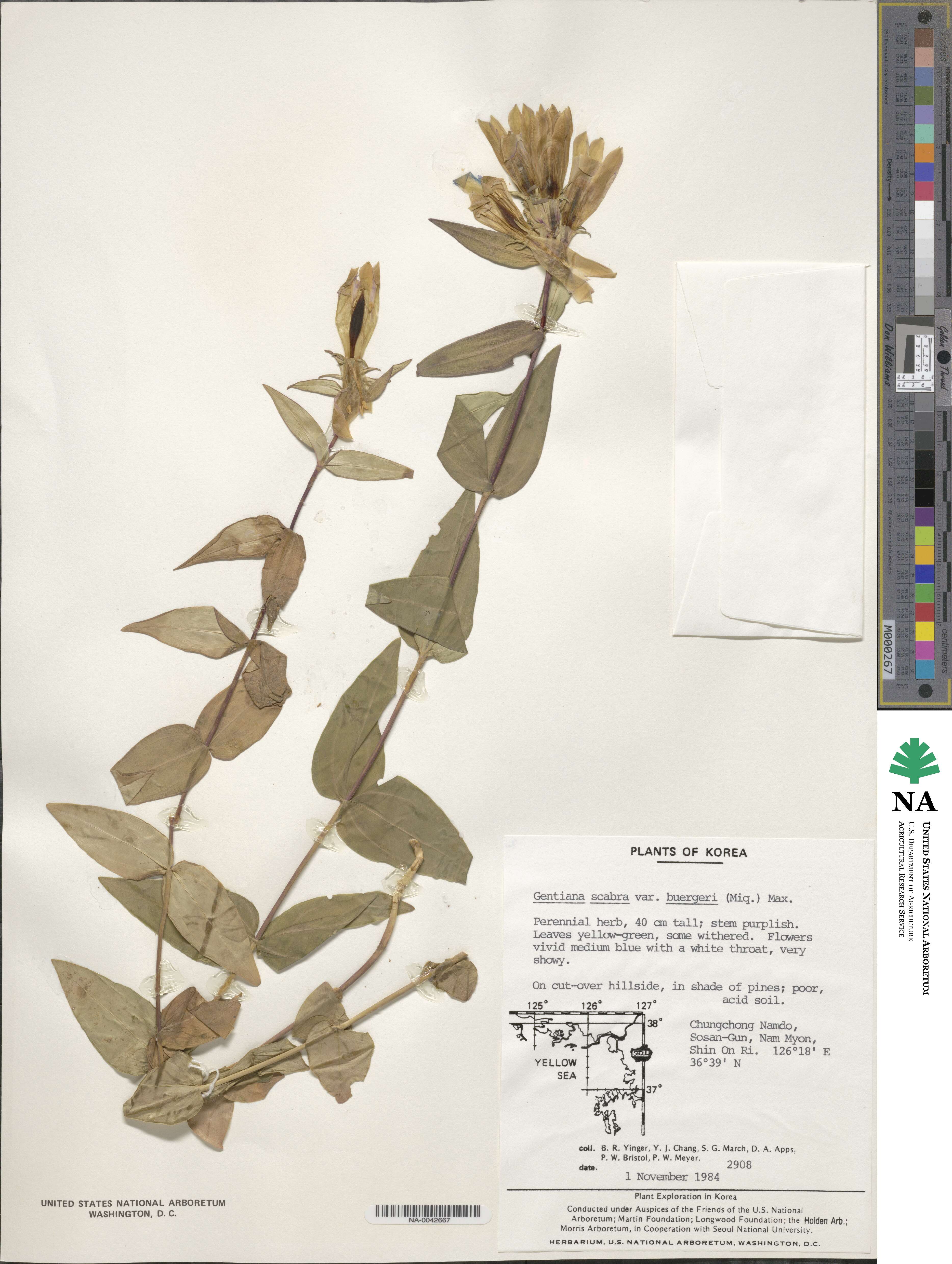 Gentiana scabra image