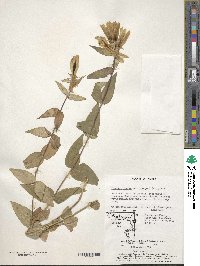 Gentiana scabra var. buergeri image