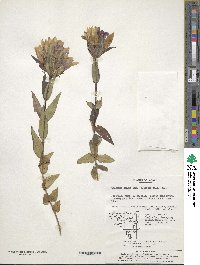 Gentiana scabra var. buergeri image