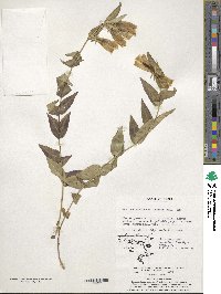 Gentiana scabra image