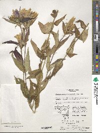 Gentiana scabra var. buergeri image