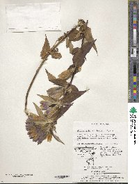 Gentiana scabra var. buergeri image