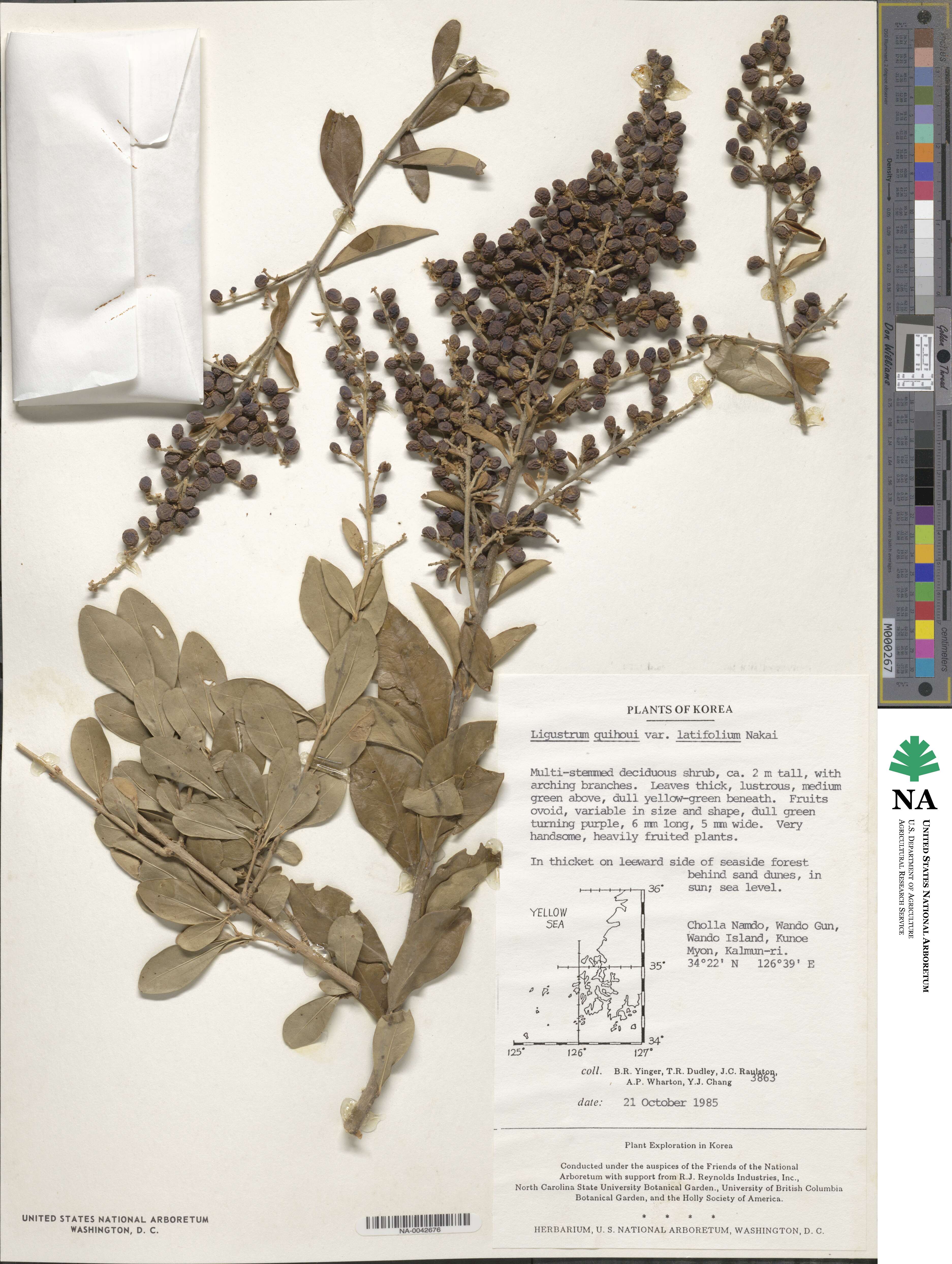 Ligustrum ovalifolium var. ovalifolium image