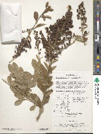 Ligustrum ovalifolium var. ovalifolium image