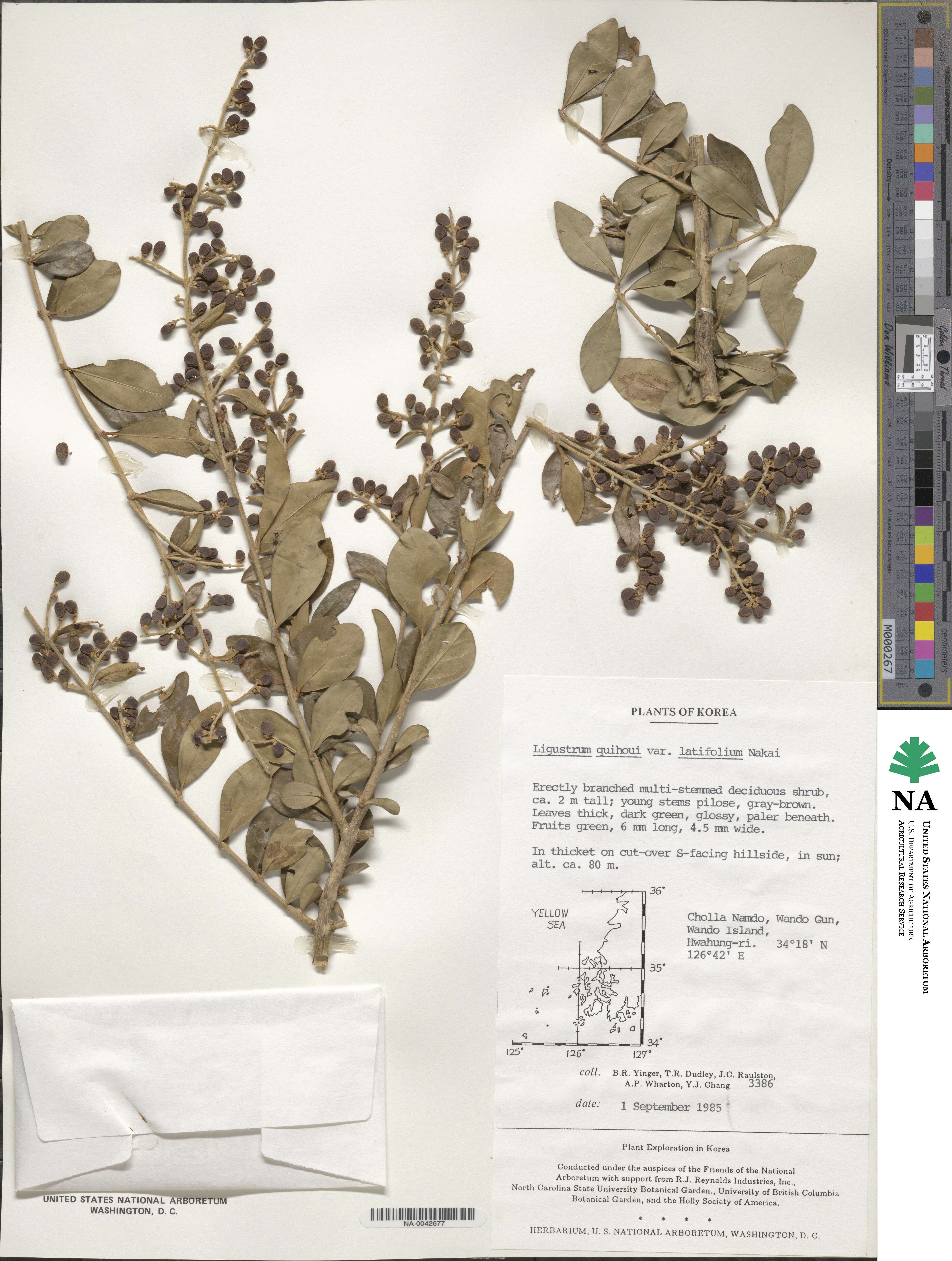 Ligustrum ovalifolium image