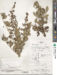 Ligustrum ovalifolium image