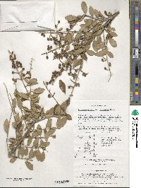 Ligustrum ovalifolium var. ovalifolium image