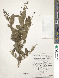 Ligustrum ovalifolium var. ovalifolium image