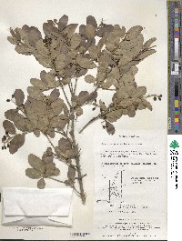 Ligustrum obtusifolium image