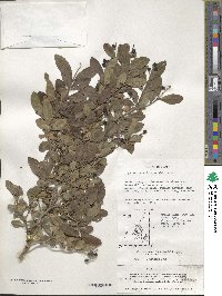 Ligustrum obtusifolium image