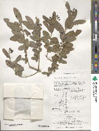 Ligustrum obtusifolium image