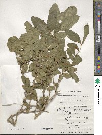 Ligustrum obtusifolium image