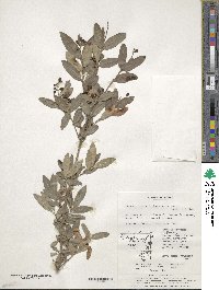 Ligustrum obtusifolium image