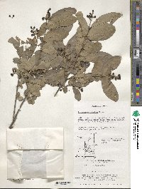 Image of Ligustrum ovalifolium