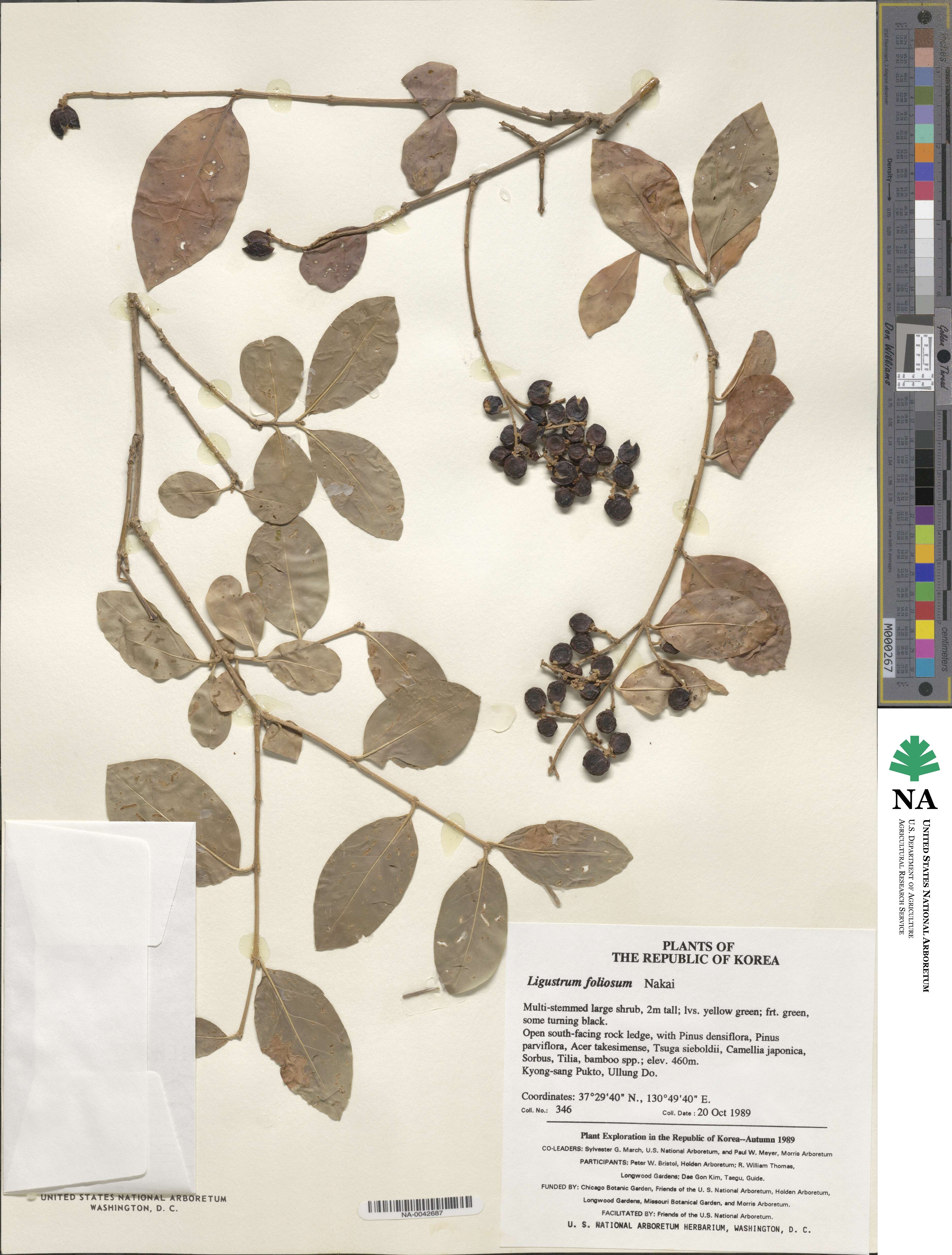 Ligustrum foliosum image