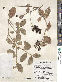 Image of Ligustrum foliosum