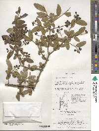 Ligustrum ibota image