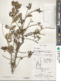 Ligustrum ibota image