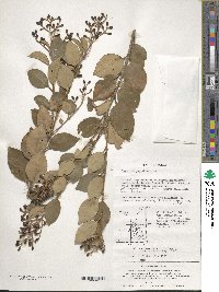 Ligustrum japonicum image