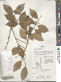 Ligustrum japonicum image