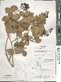 Ligustrum japonicum image