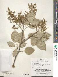 Syringa reticulata subsp. amurensis image