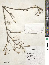 Syringa reticulata subsp. amurensis image