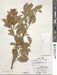 Syringa reticulata subsp. amurensis image