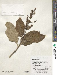 Syringa villosa subsp. wolfii image