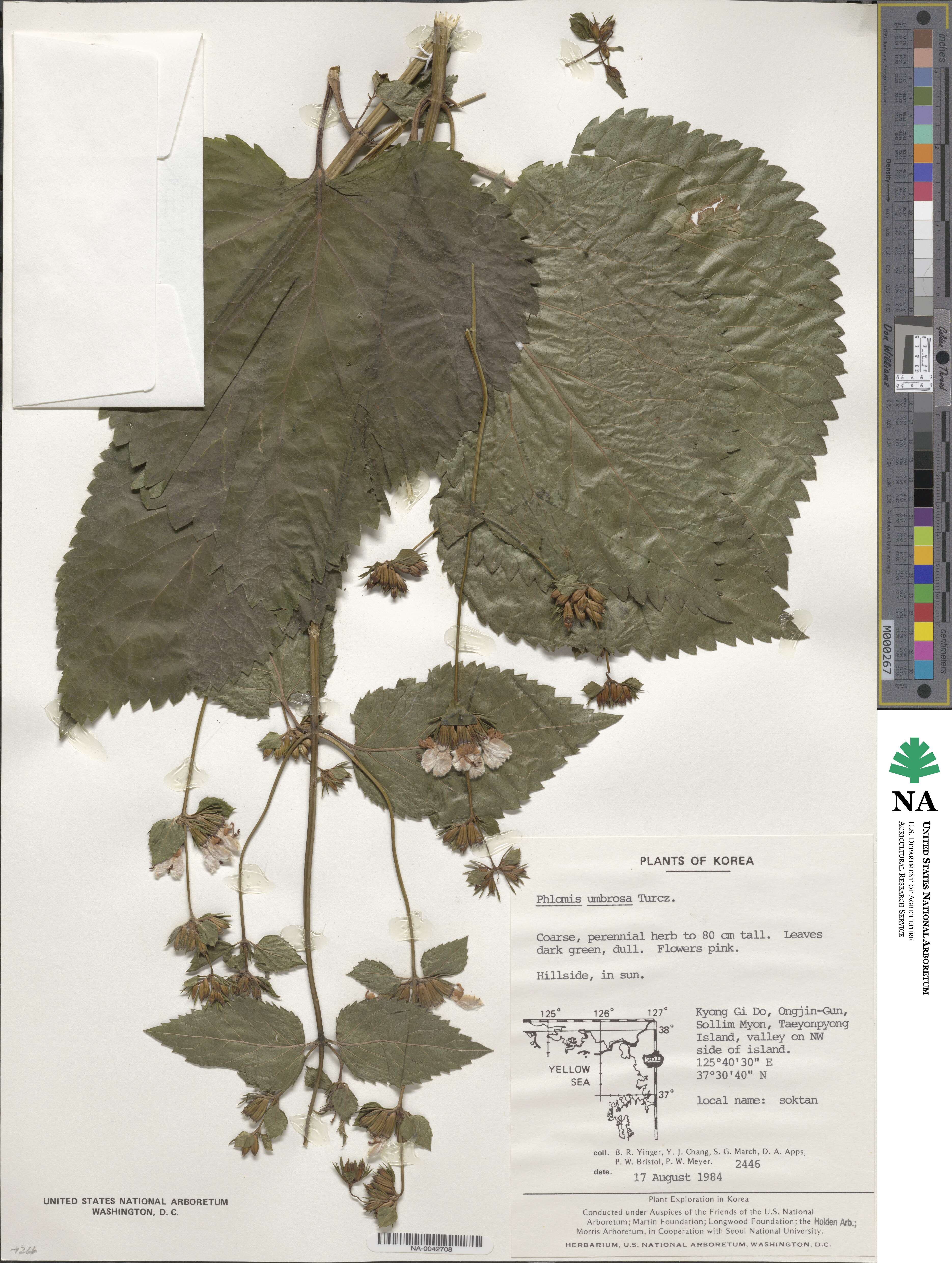 Phlomoides umbrosa image