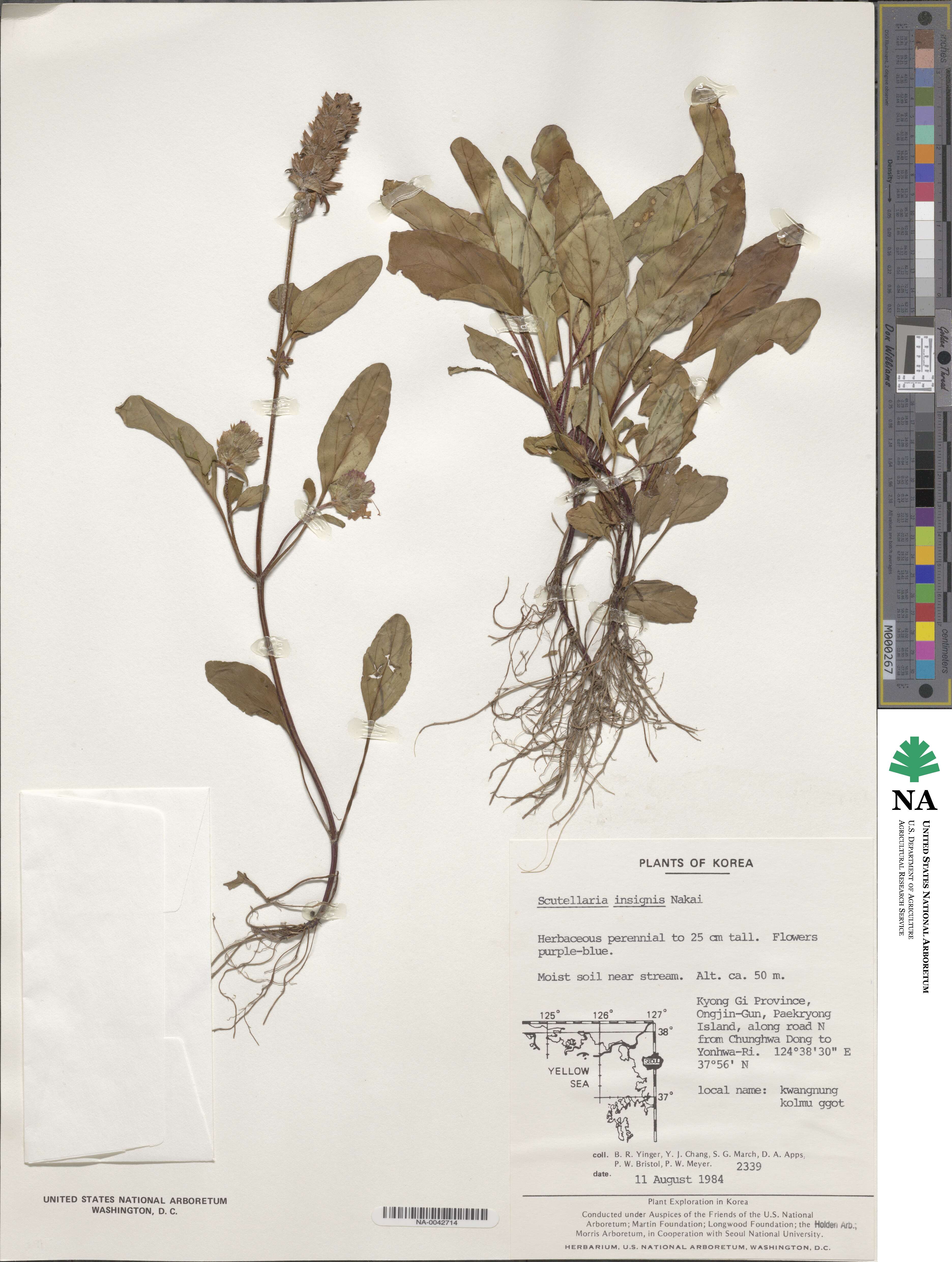 Scutellaria insignis image