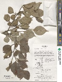 Styrax japonicus image