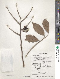 Diospyros lotus image