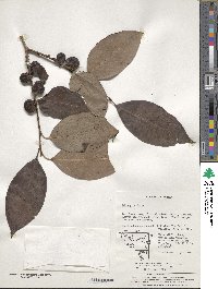 Diospyros lotus image