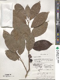 Diospyros lotus image