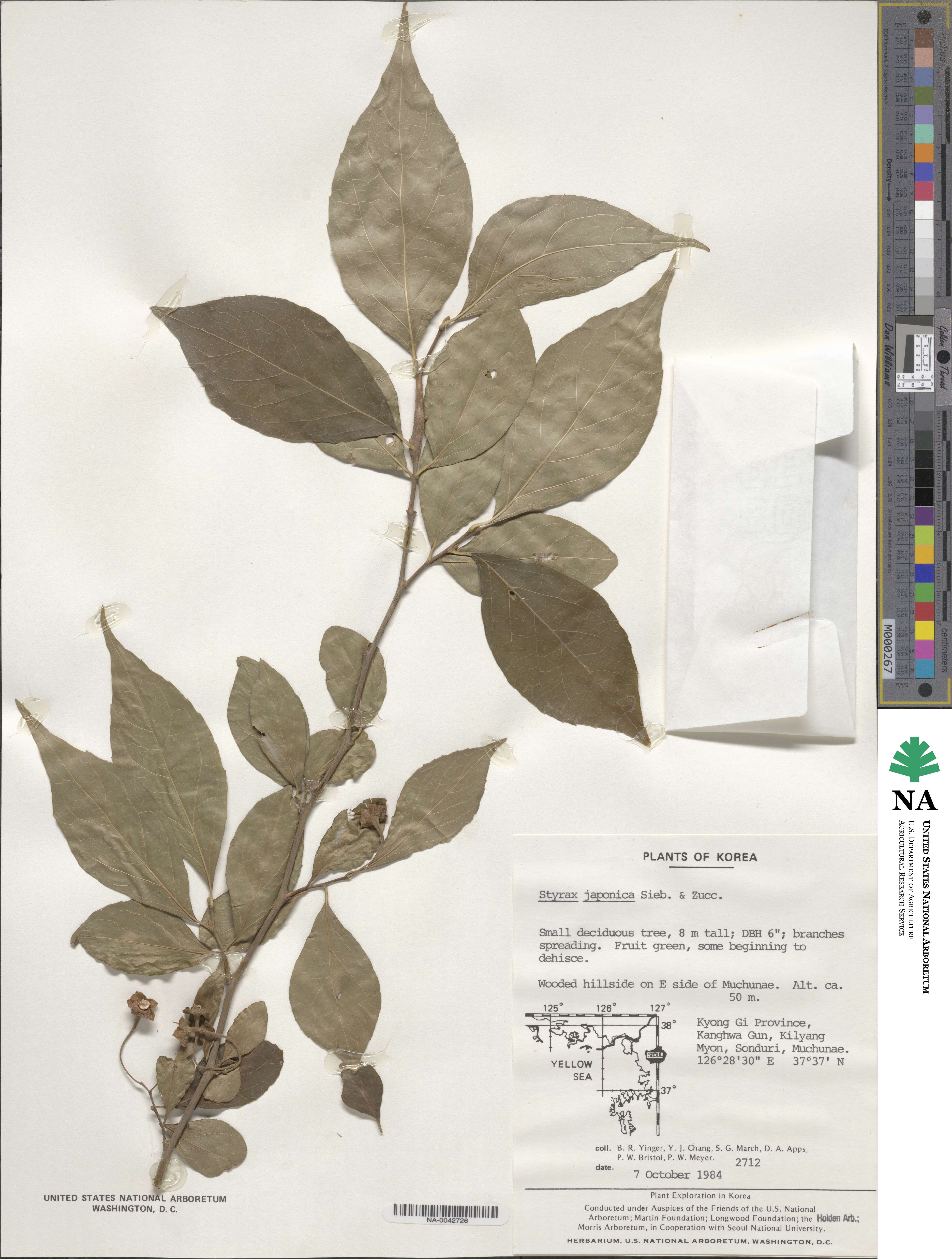 Styrax japonicus image