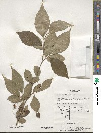 Styrax japonicus image