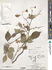 Styrax japonicus image