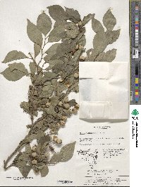 Styrax japonicus image