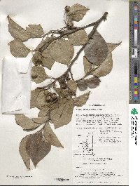 Styrax japonicus image