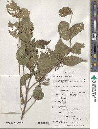 Callicarpa mollis image