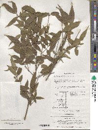 Callicarpa mollis image