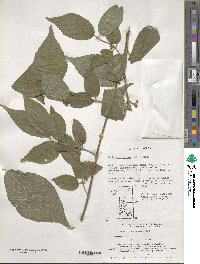 Callicarpa mollis image