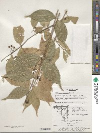 Callicarpa dichotoma image