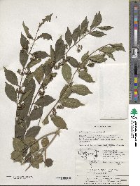 Callicarpa dichotoma image